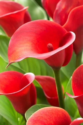 Arum lily 'Alerta Roja'; cala, lirio de cala