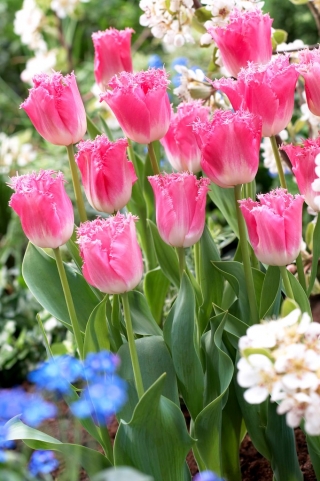 Tulipa Fancy Frills - Тюльпан Fancy Frills - 5 цибулин