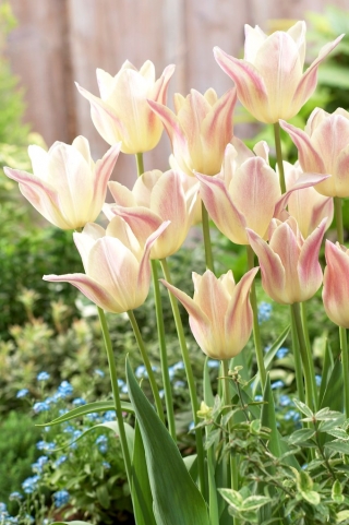 Tulip Elegant Lady - 5 piezas