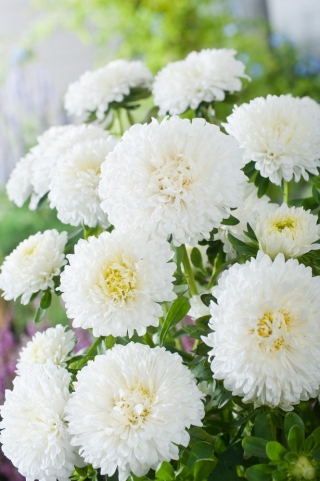 Baltas pompom gėlių asteris - 500 sėklų - Callistephus chinensis - sėklos