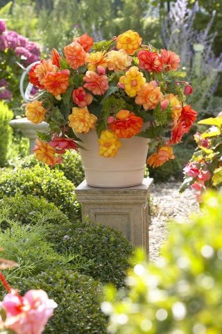 Begônia Golden Balcony - flores em cores quentes - pacote grande! - 20 peças