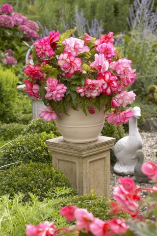Rosa Balkonbegonie - Blüten in verschiedenen Rosatönen - Großpackung! - 20 Stk - 