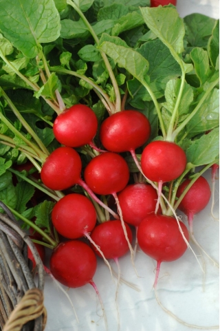 Ridiche Melito F1 - rădăcini mari, roșii, cu piele subțire - semințe profesionale pentru toată lumea - 
