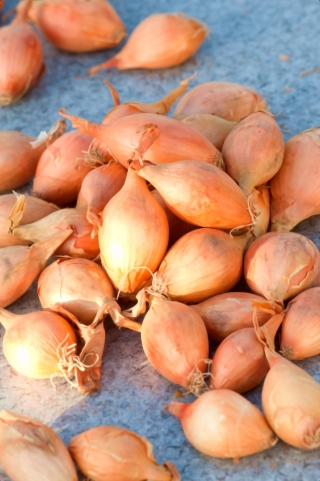 Sopelek spring onion - elongated bulbs - 5 kg