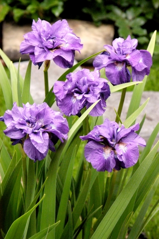 Iris Siberia berbunga dua - Imperial Opal; Bendera Siberia - Iris sibirica