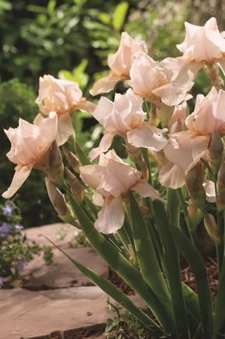 Iris barbu - Nel Jape; Iris barbu allemand - grand paquet ! - 10 pieces