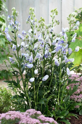 Cloudy light blue aconite - seedlings - large package! - 10 pcs