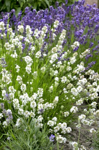 White lavender - 1 pc