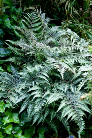 Garden Ferns - Athyrium niponicum - Japanese painted fern - 1 pc