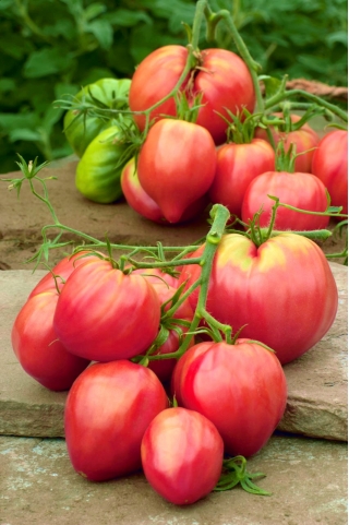 Oxhjärta Tomat - Cuore di Bue - 50 frön - Lycopersicon esculentum Mill