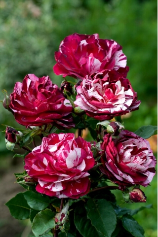 Hoa hồng lớn / nhiều hoa - đốm trắng đỏ - cây giống trong chậu - 