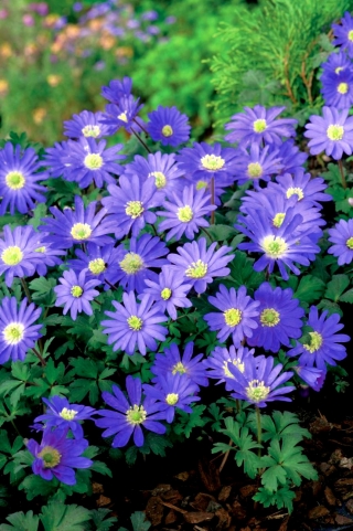 Anemon Balkan "Warna Biru" - Pek besar - 80pcs; Bunga angin Grecian, bunga angin musim sejuk - 