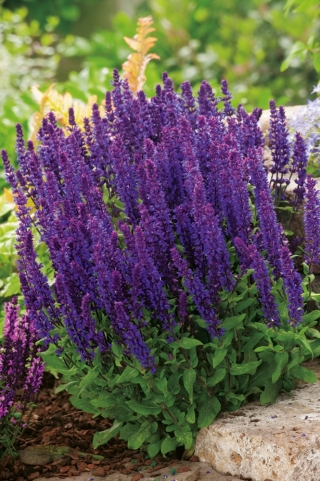 Горски градински чай - виолетово-синьоцветни; Балканска кларичка - Salvia nemorosa - семена