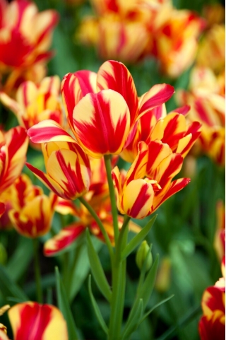 Tulipa Wonder Club - pacote XXXL 250 unid.