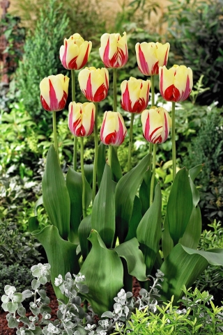 World Expression tulip - XXXL pack  250 pcs