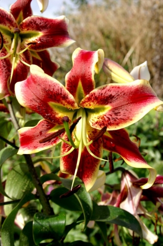 Scheherezade lily