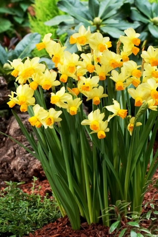 Narcisa Spring Sunshine - pachet XXXL 250 buc.