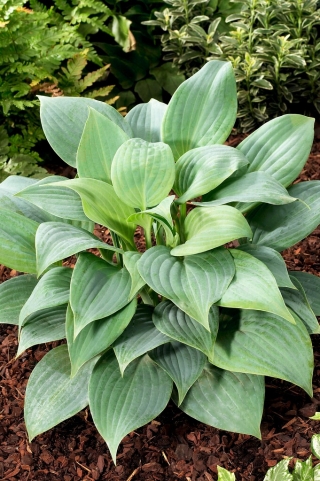 Fragrant Blue hosta, plantain lily - a fragrant variety - XL pack - 50 pcs