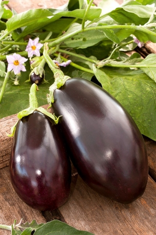 Eggplant, Aubergine seeds - Solanum melongena - 210 seeds