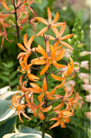 Martagon lily, turk's cap lily - Orange Marmalade