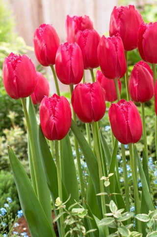 Tulip - Burgundy Lace - 5 pcs