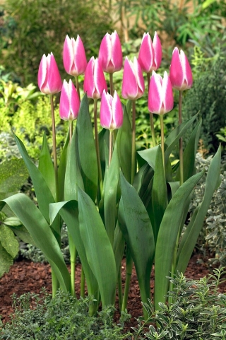 Tulp - 'Early Surprise' - 5 st