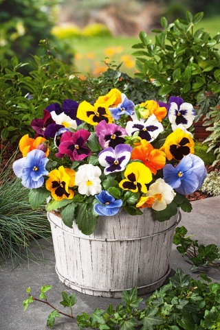 대형 꽃된 정원 팬 지 - 다양 한 믹스 - 600 씨앗 - Viola x wittrockiana 