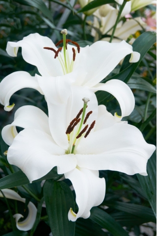 Lily 'Monte Bianco' - Large Pack! - 10 pcs.