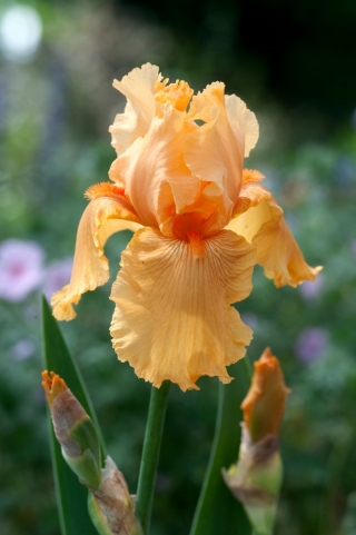 Giaggiolo, Iris germanica „Skyfire”