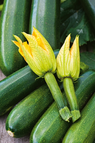 Spiselige blomster - Courgette 'Astra Polka'; squash - frø