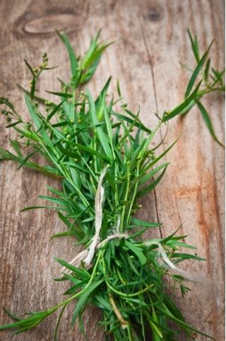 Estragón - 500 semillas - Artemisia dracunculus