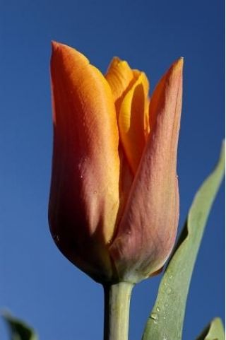 Tulppaanit Fidelio - paketti 5 kpl - Tulipa Fidelio