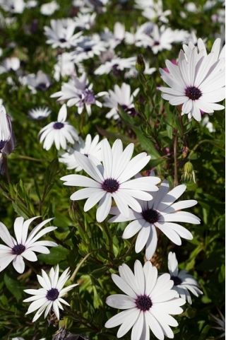 White Cape Daisy, biji Daisy Afrika - Osteospermum ecklonis - 35 biji