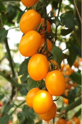 Pomodoro tipo ciliegino - Ildi - giallo - 80 semi - Lycopersicon esculentum Mill