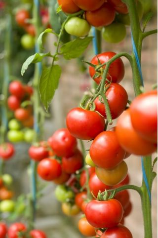 Red Tall Cherry Tomato Pokusa semená - Lycopersicon lycopersicum - 480 semien - Lycopersicon esculentum Mill 
