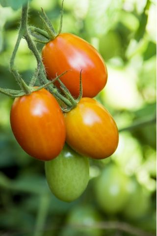 Семена от домати Kmicic - Lycopersicon esculentum - 500 семена - Solanum lycopersicum 
