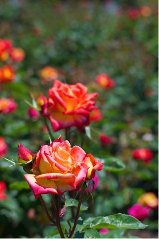 Rosa a fiore grande - rosso arancio - piantina in vaso - 