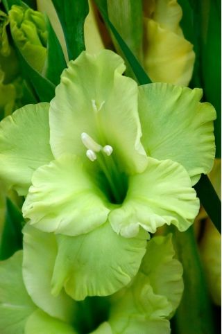 Gladiolus النجم الأخضر - 5 البصلة - Gladiolus Green Star