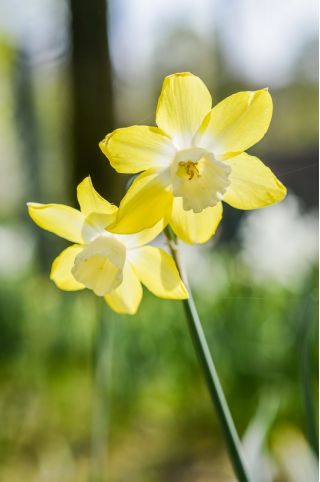 Påskeliljeslekta - Pipit - pakke med 5 stk - Narcissus