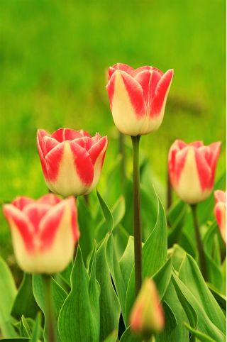 Tulipa Candy Corner - Тюльпан для цукерок - 5 ламп