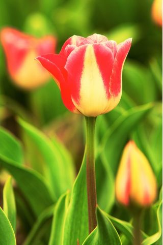 Tulipa Candy Corner - pacote de 5 peças
