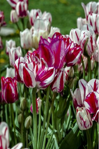 Tulipaner Flaming Club - pakke med 5 stk - Tulipa Flaming Club