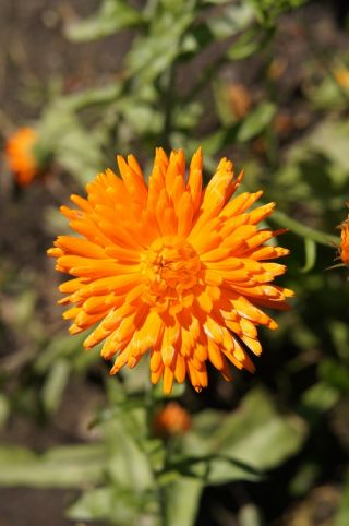 Pot marigold "Orange Rays" - orange; ruddles, common marigold, Scotch marigold