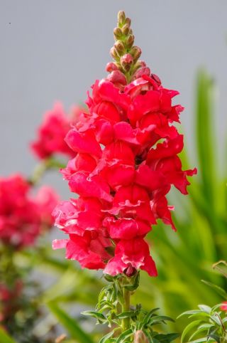 Snapdragon umum "Samurai" - tinggi, variasi merah muda - Antirrhinum majus maximum - biji