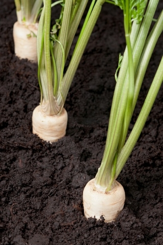 BIO Kök maydanoz "Halblange" - sertifikalı organik tohumlar - 