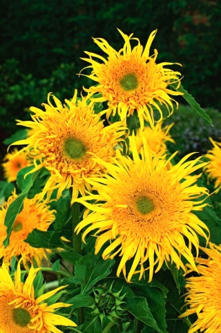 Medium tall ornamental sunflower "Astra Gold"