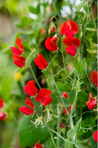 Benih Red Sweet Pea - Lathyrus odoratus - 36 biji