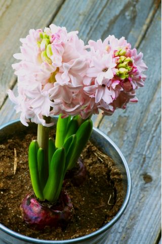 Hyacintsläktet - China Pink - paket med 3 stycken - Hyacinthus