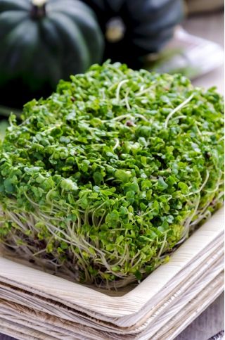 Daiginimo sėklos - brokoliai - 100 g - 30000 sėklų - 