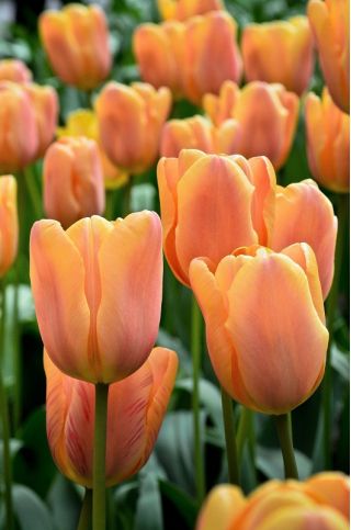 Tulipa Daydream - Sanjarjenje s tulipani - 5 čebulic